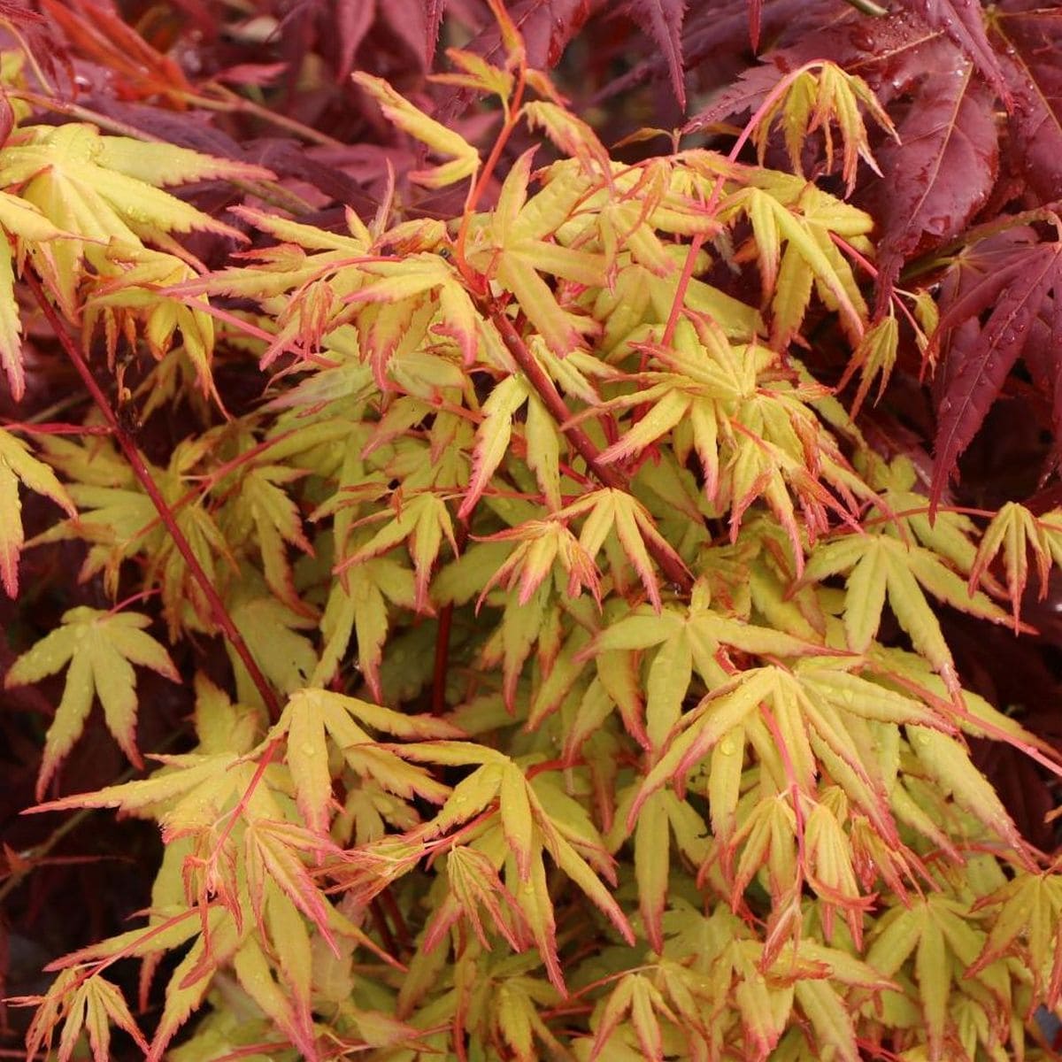 ACER PALMATUM KATSURA W3-min