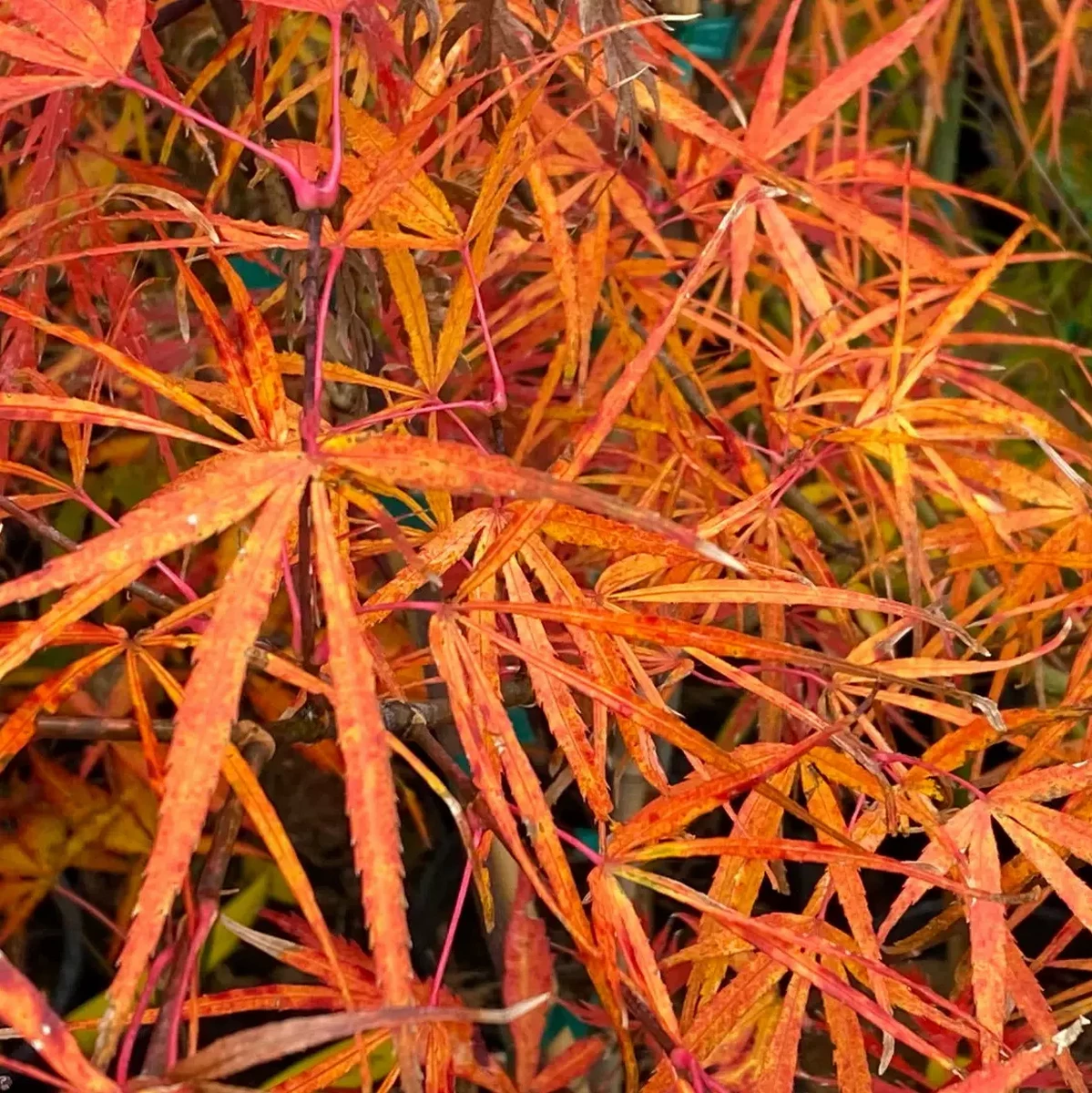 ACER PALMATUM RED PYGMY W2.jpg-min
