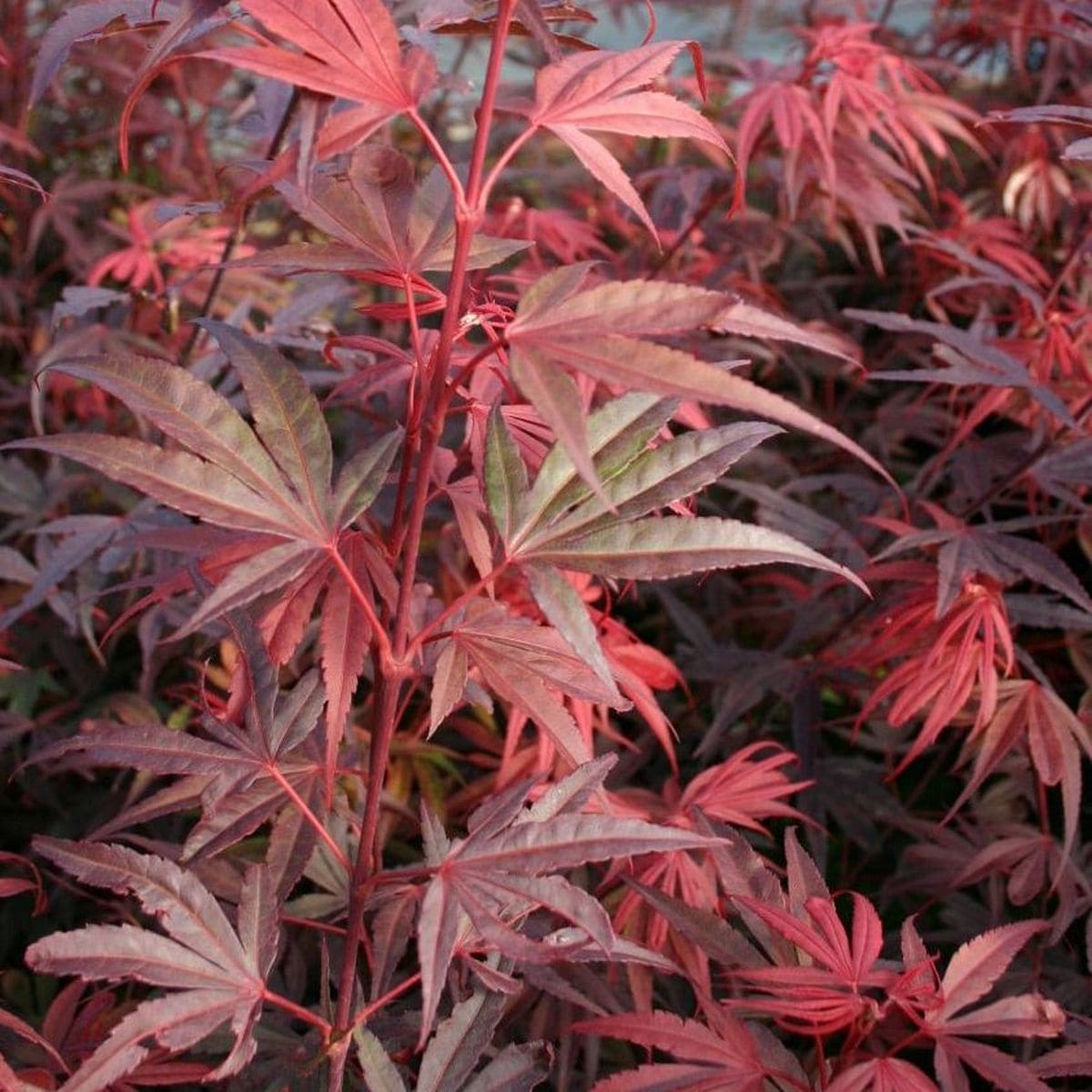 ACER PALMATUM SHAINA W-min
