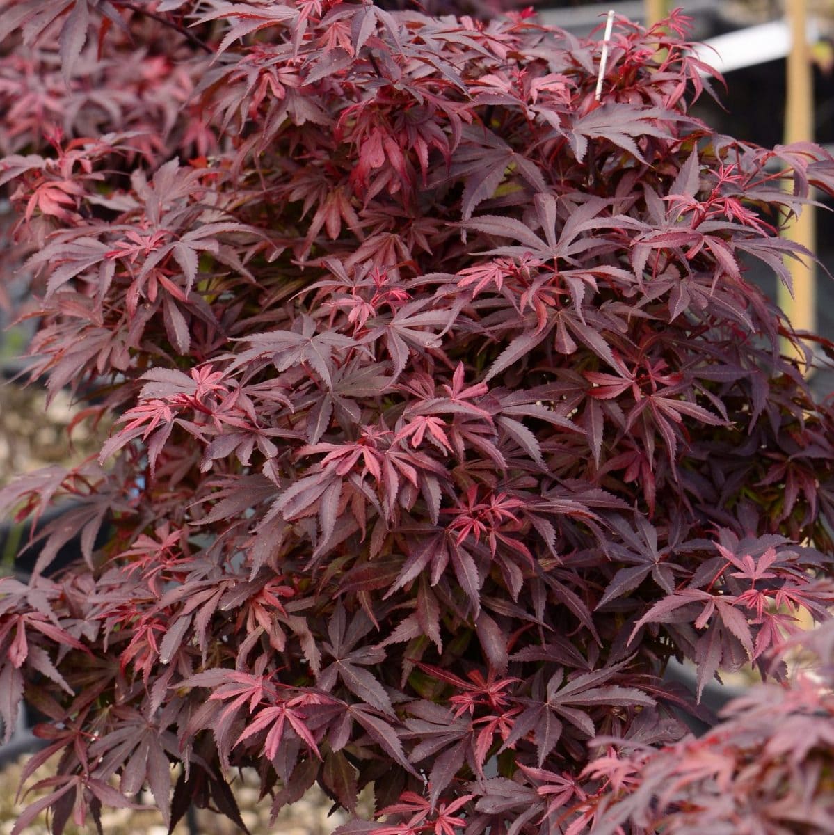 ACER PALMATUM SHAINA W3-min