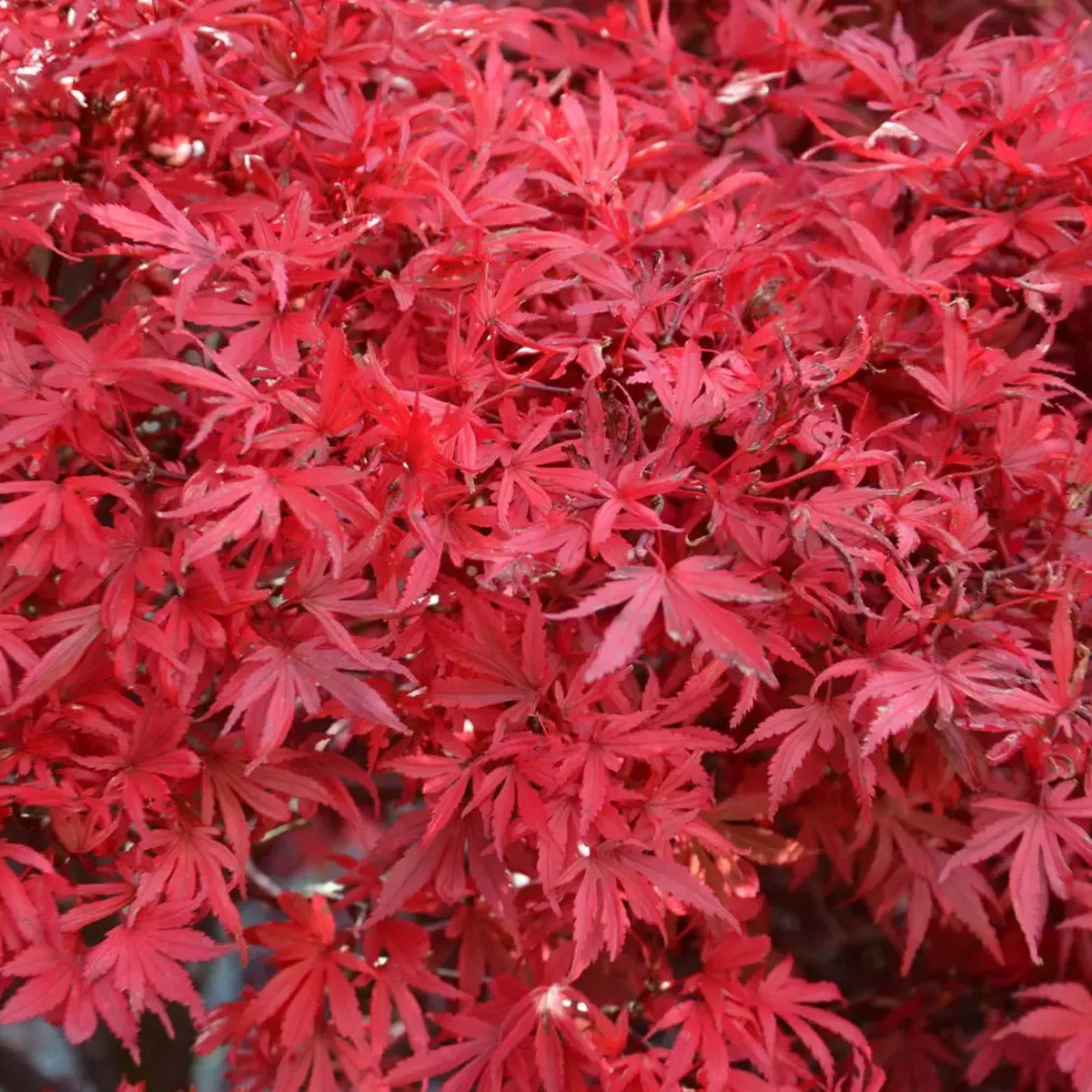 ACER PALMATUM SHAINA W4.jpg-min