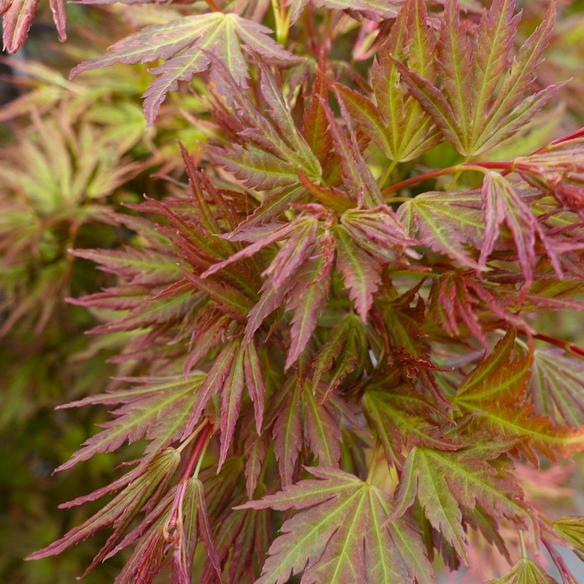 ACER PALMATUM RYOKU RYU W3-min