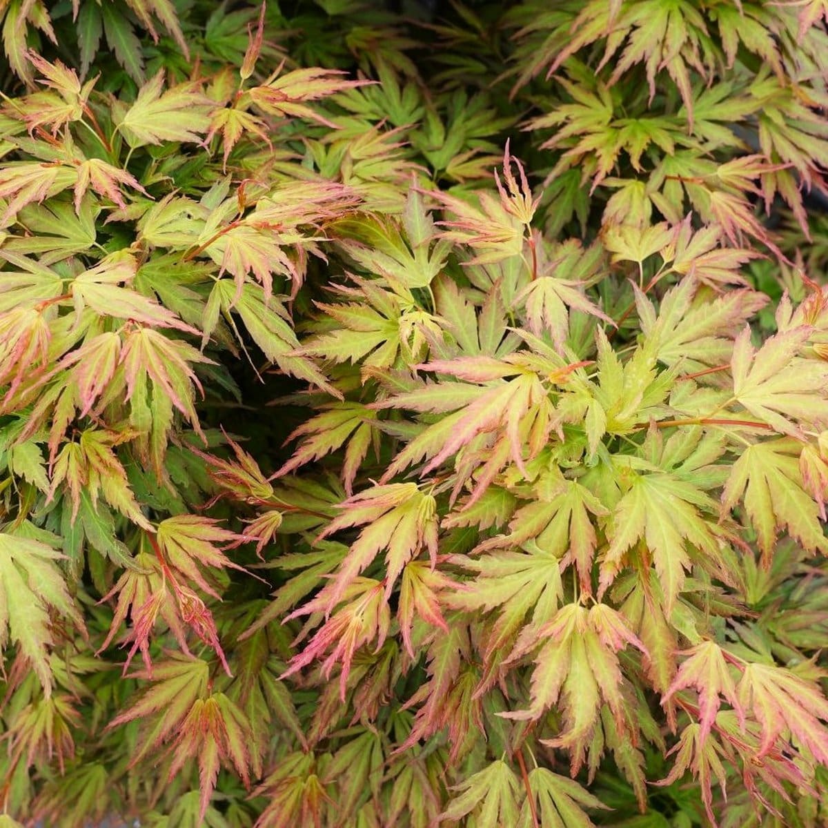 ACER PALMATUM RYOKU RYU W4-min