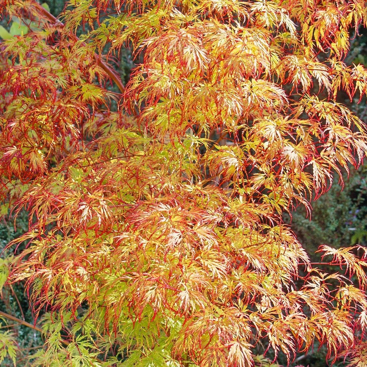 ACER PALMATUM ORANGE LACE W2-min
