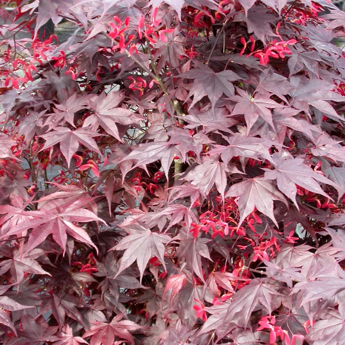 ACER PALMATUM FIRE GLOW W3-min