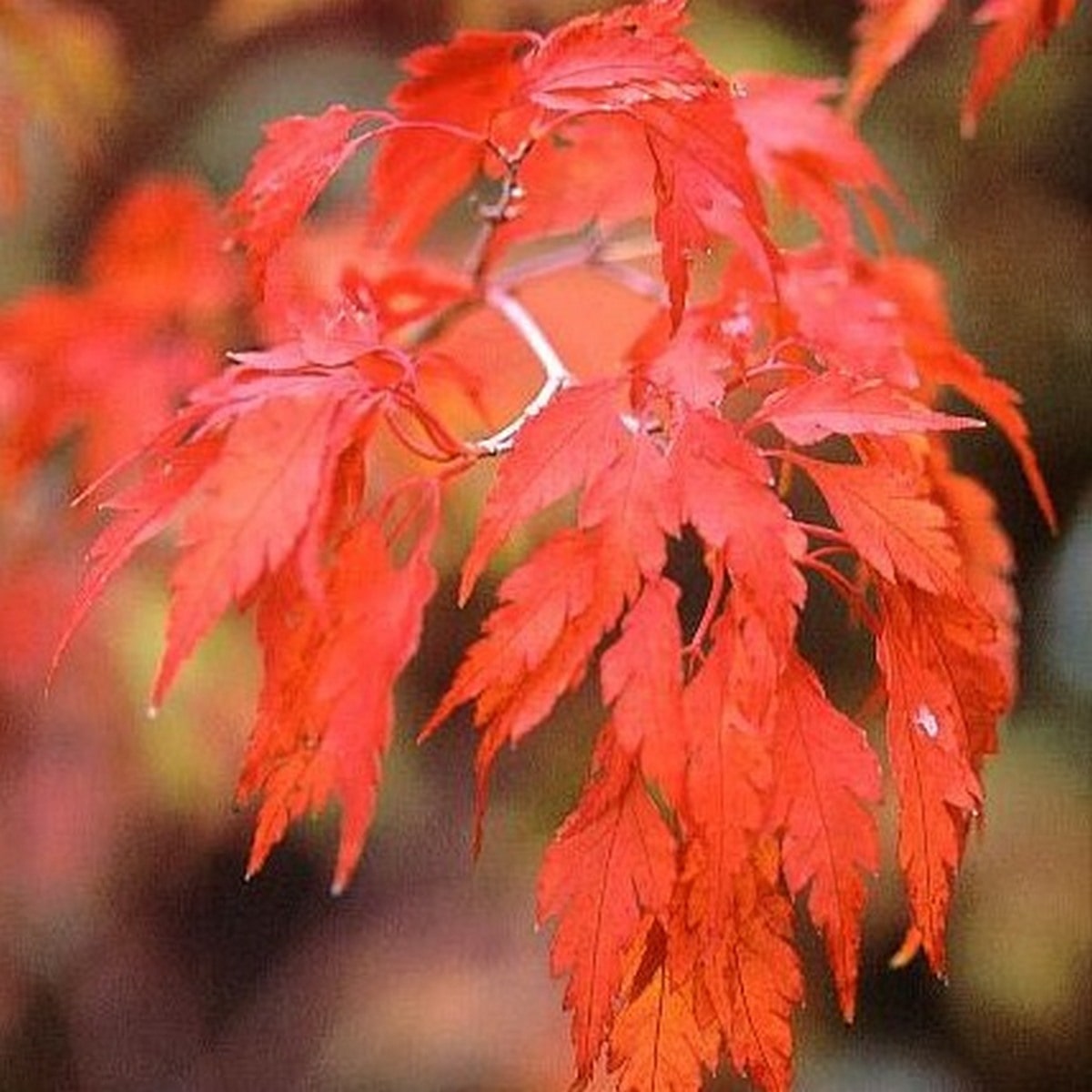 ACER PALMATUM KOSHI MINO W4-min