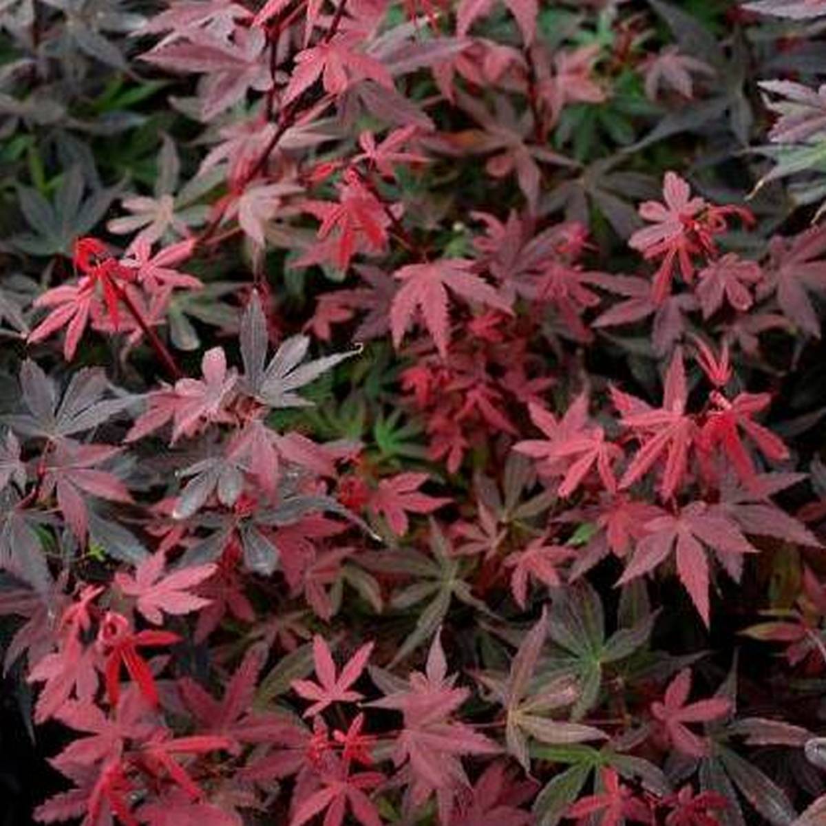 ACER PALMATUM BRANDTS DWARF W2-min