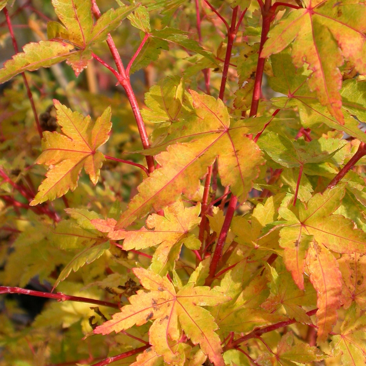 ACER PALMATUM SANGOKAKU W3-min