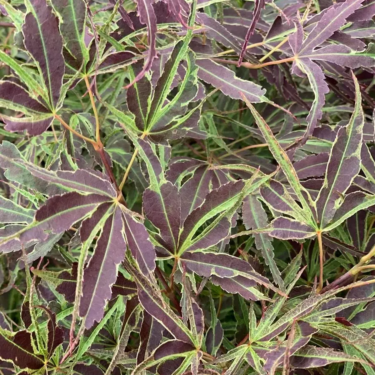 ACER PALMATUM MANYO NO SATO W-min