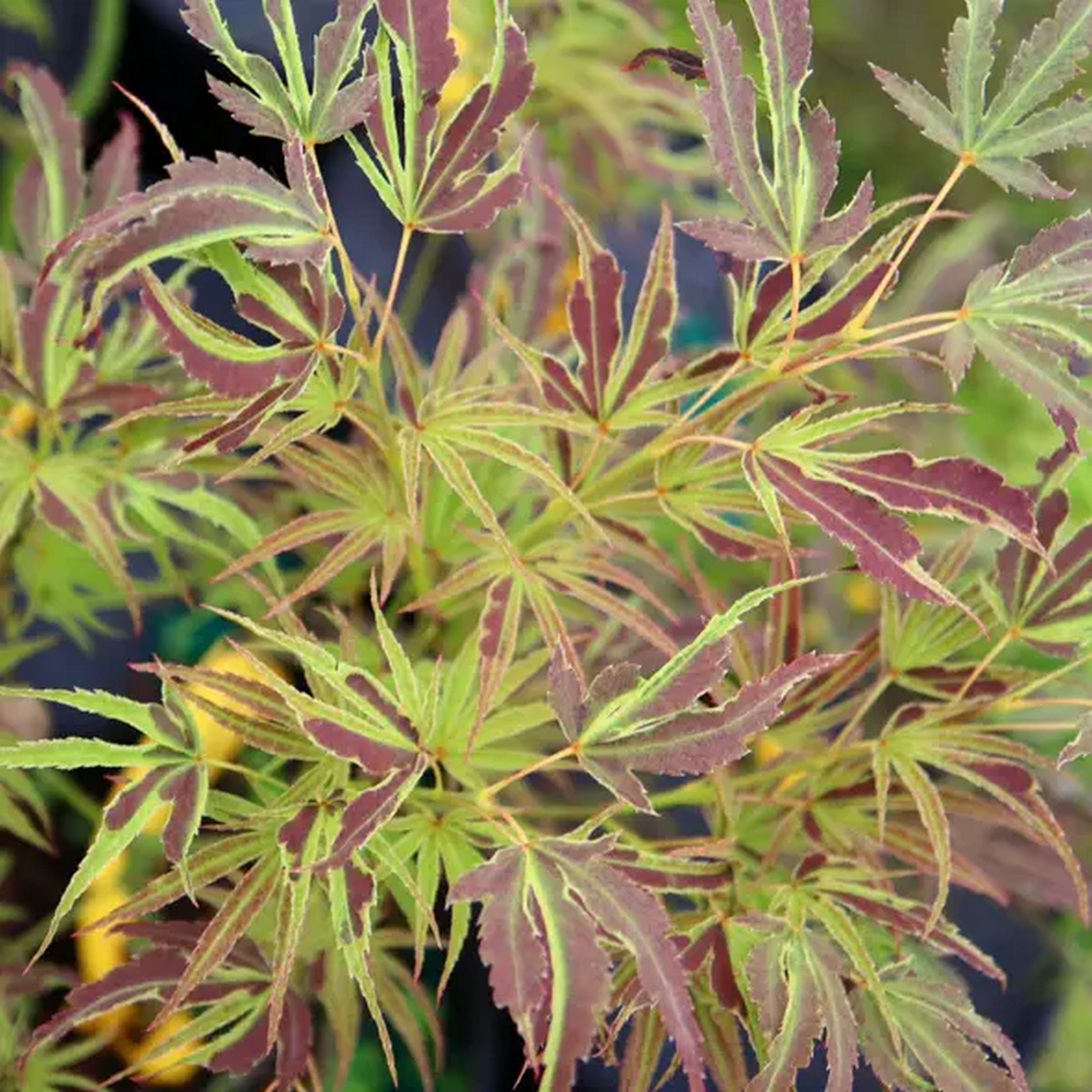 ACER PALMATUM MANYO NO SATO W3.jpeg-min