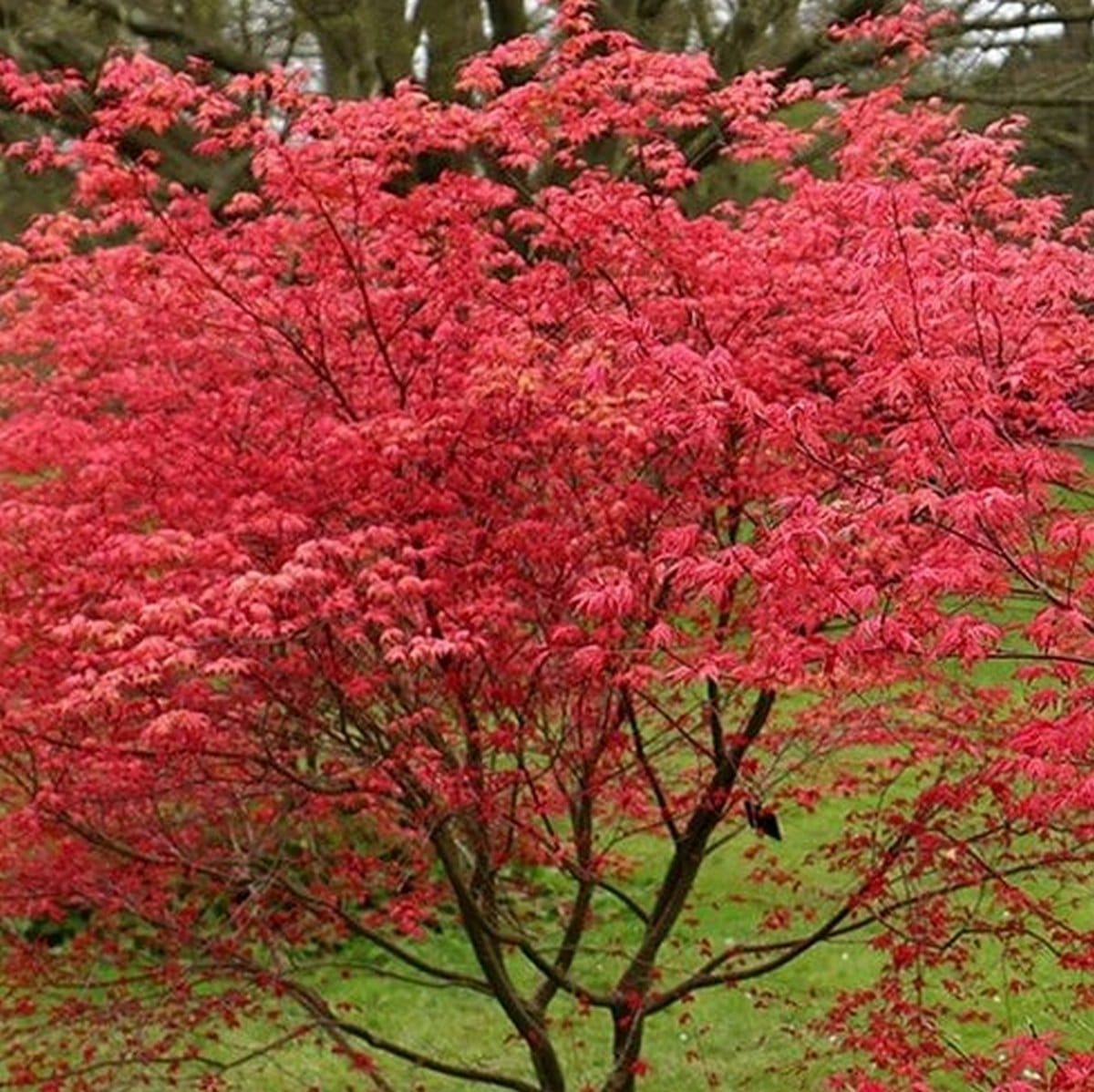 ACER PALMATUM BENI MAIKO W4-min