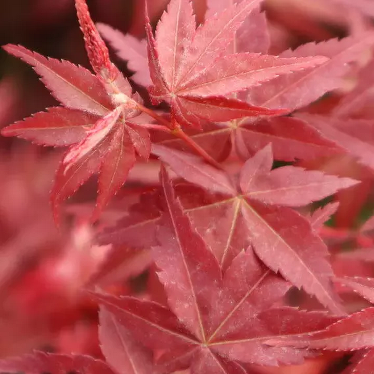 ACER PALMATUM BENI MAIKO W3.jpeg-min