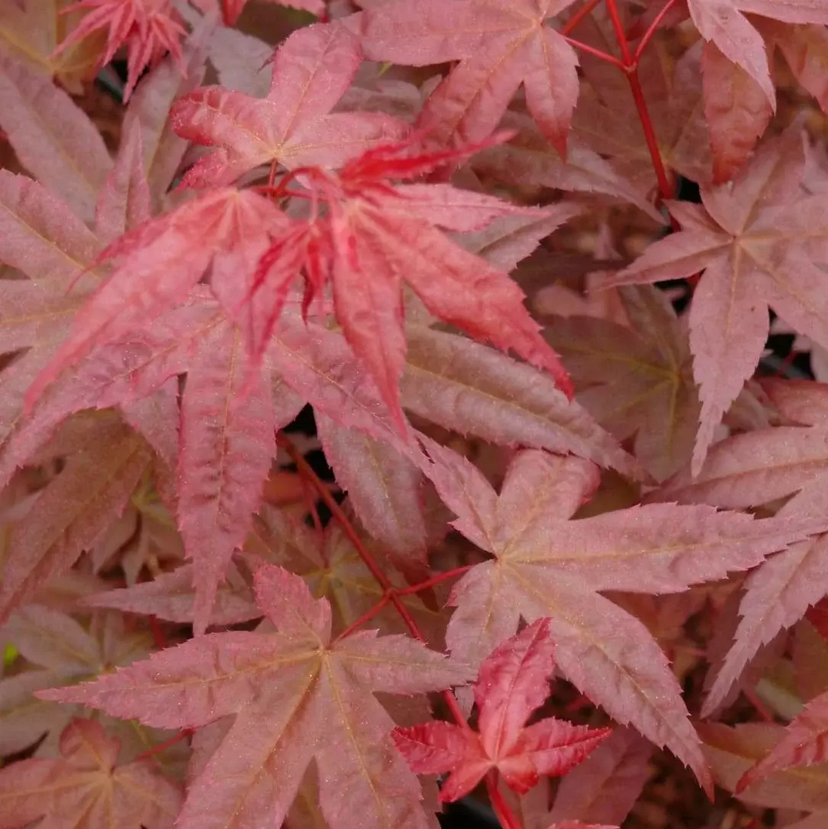 ACER PALMATUM BENI MAIKO W-min