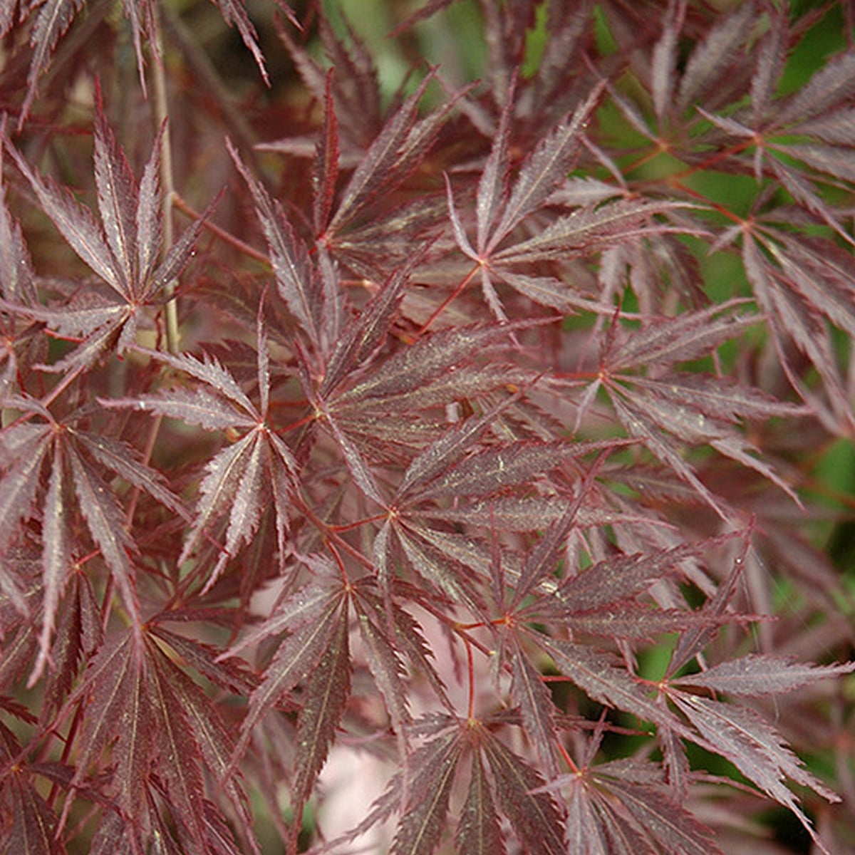 ACER PALMATUM SHERWOOD ELFIN W4-min
