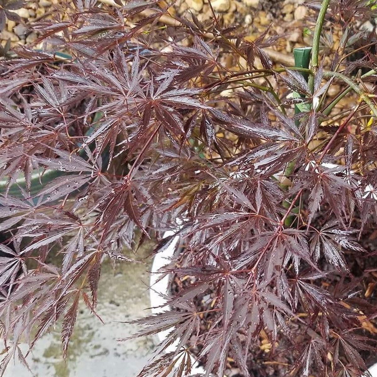ACER PALMATUM SHERWOOD ELFIN W3-min