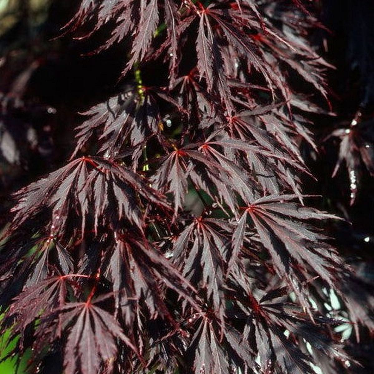 ACER PALMATUM SHERWOOD ELFIN W-min