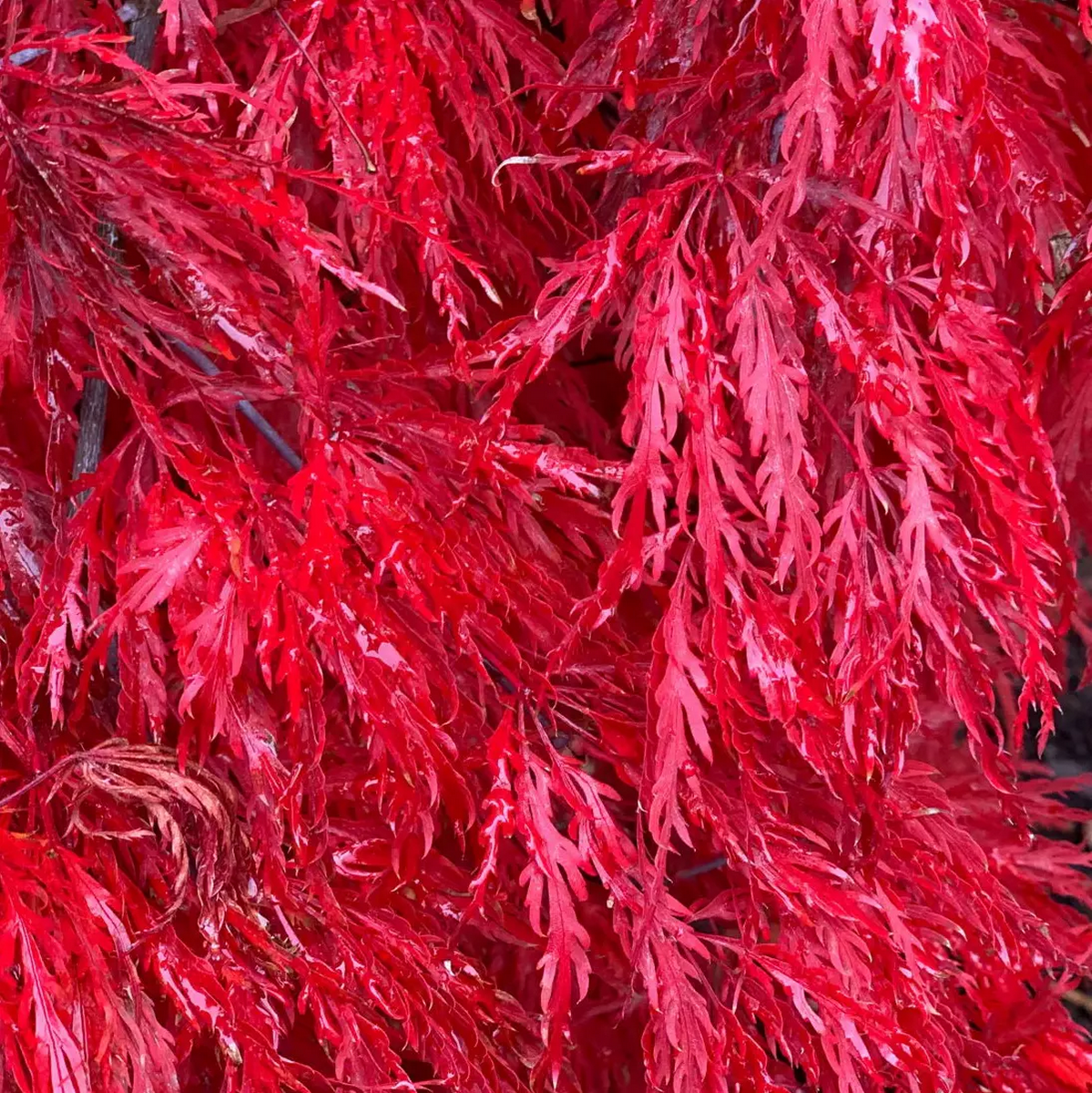 ACER PALMATUM CRIMSON QUEEN W4.jpg-min