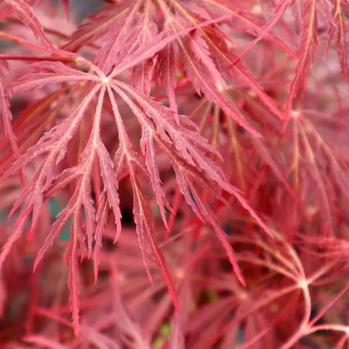 ACER PALMATUM CRIMSON QUEEN W2-min