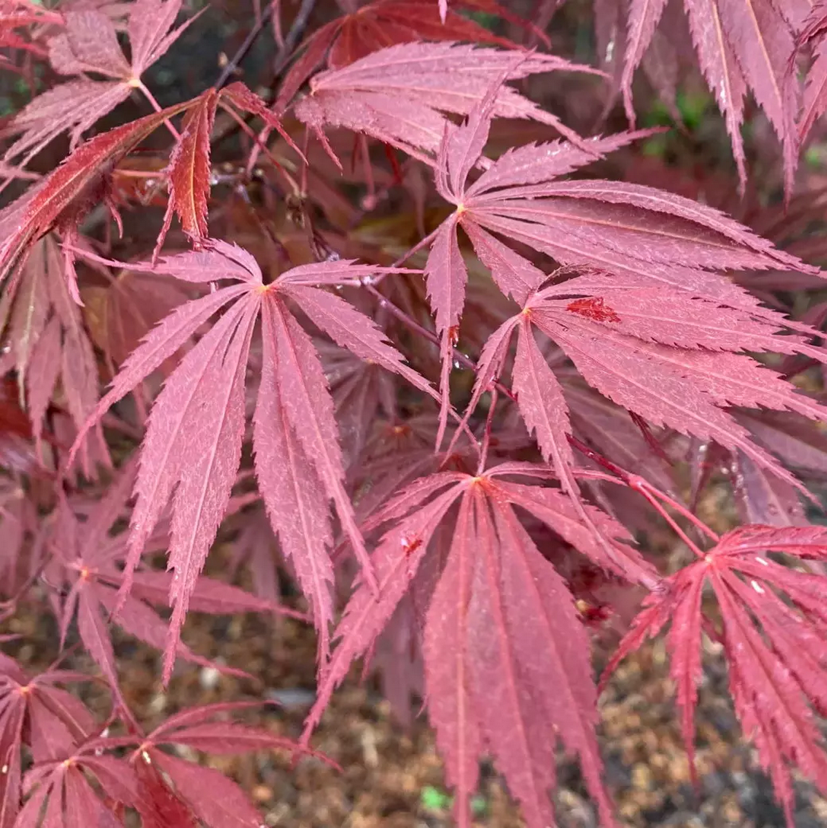 ACER PALMATUM BURGUNDY LACE W.jpg-min