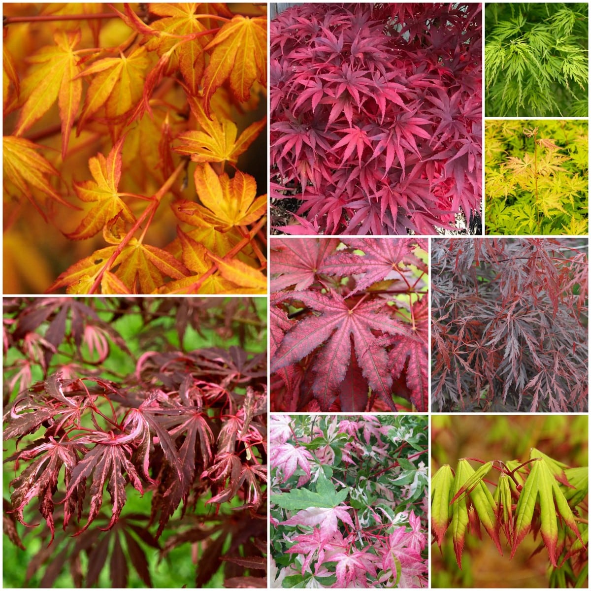 MOSAIQUE ACER-min