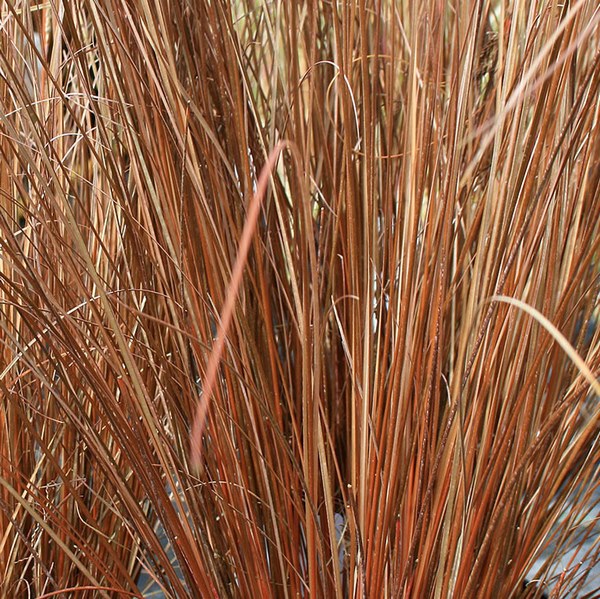 CAREX BUCHANANII (3) (Traité 600px)