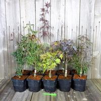 palmatum c2 x 10 traite 200px
