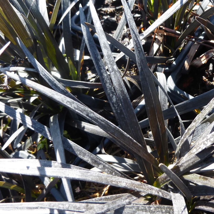 OPHIOPOGON NIGRESCENS 2 (Traité 900px)