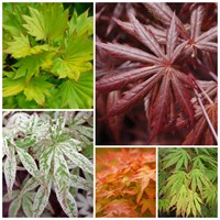 palmatum cadre traite 200px