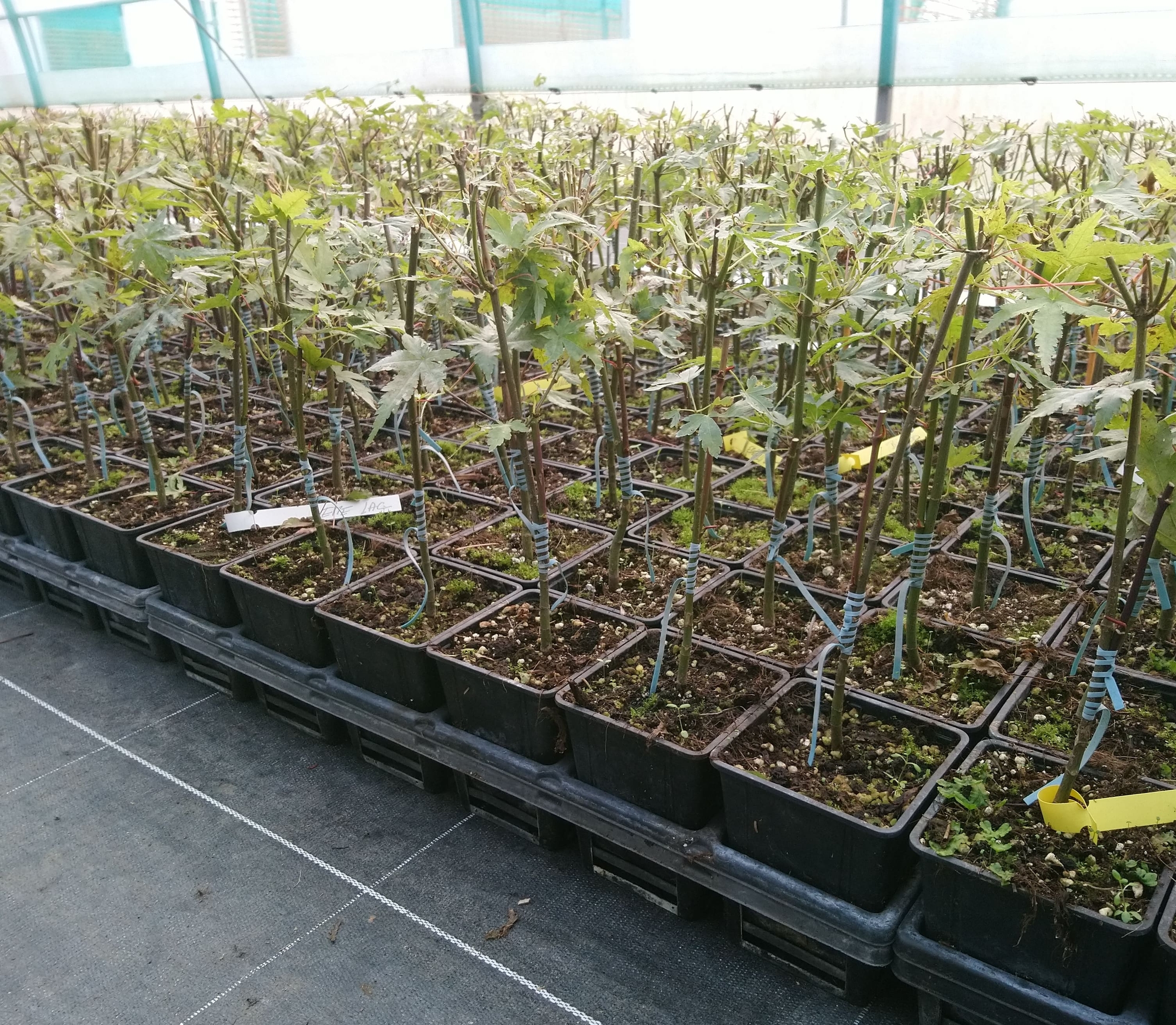 carre vert pepiniere 429x374 min