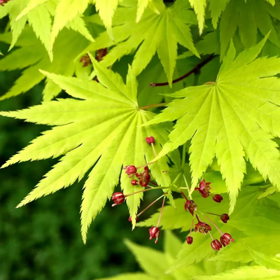 ACER SHIRASAWANUM JORDAN W2.jpg-min