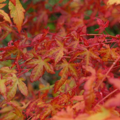 ACER PALMATUM SHIN NYO W3-min