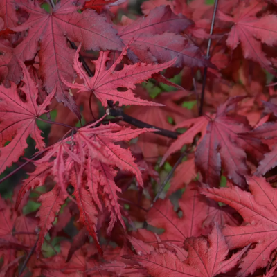 ACER PALMATUM  PURPLE GHOST W.JPG-min