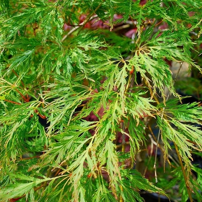 ACER PALMATUM SHINONOME W-min