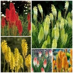 KNIPHOFIA CHOIX (Traité 900px)