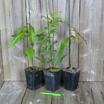 PECHER V9 TRIO (Traité 900px)