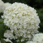 Hydrangea ANNABELLE Web (Traité 900px)