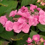 Hydrangea ZORRO Web (Traité 900px)