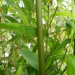 Phyllostachys GREEN PERFUME Web (Traité 900px)