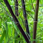 Phyllostachys NIGRA Web (Traité 900px)