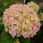 Hydrangea MME PLUMECOQ (Traité 900px)