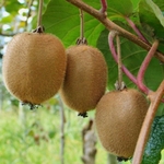 Kiwi SOLISSIMO (Traité 900px)
