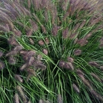 PENNISETUM BLACK BEAUTY (Traité 1000px)