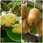 DUO KIWI TOMURI HAYWARD (1000px)