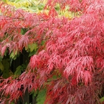 AUTUMN FIRE W