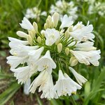 AGAPANTHE EVER WHITE 2 W (1000px)