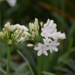 AGAPANTHE EVER WHITE 3 W (1000px)