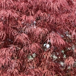 ACER PALMATUM TAMUKEYAMA W4-min