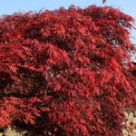 ACER PALMATUM TAMUKEYAMA W2-min