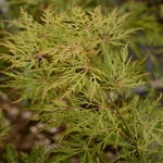 ACER PALMATUM GREEN GLOBE W4-min