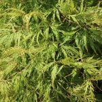ACER PALMATUM GREEN GLOBE W5-min